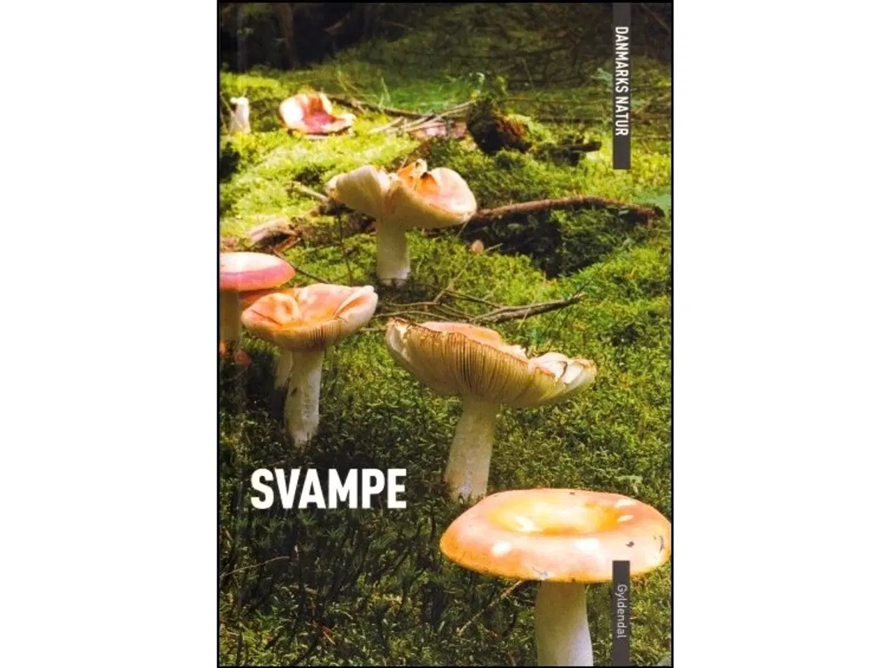 Billede 3 - Gyldendals Guide til Danske Svampe