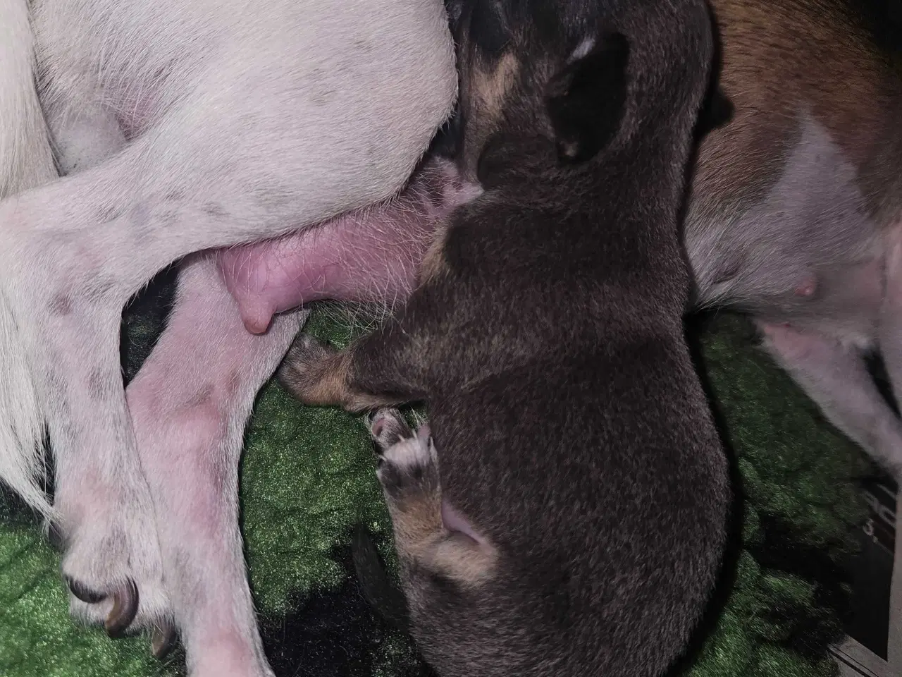 Billede 12 - 3 drenge 2 langhåret 1 korthårog 1 pige langhåret 