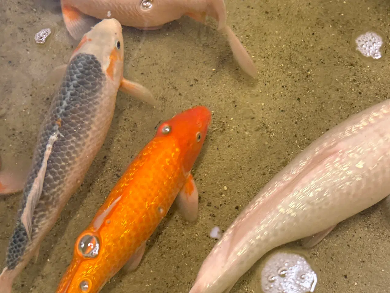 Billede 8 - Koier til salg 