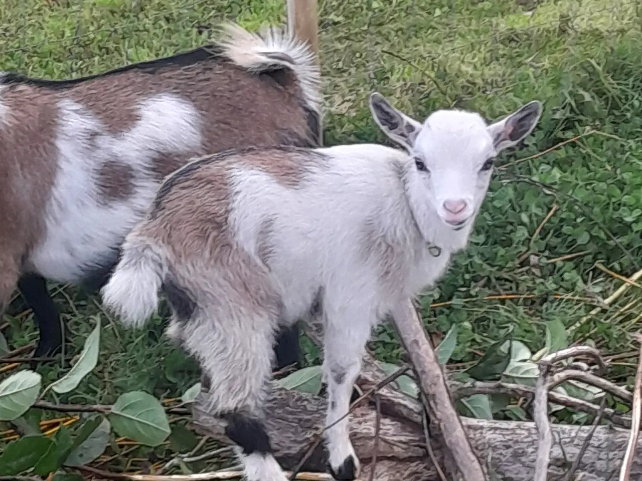 Billede 2 - Dværgged pige uden horn
