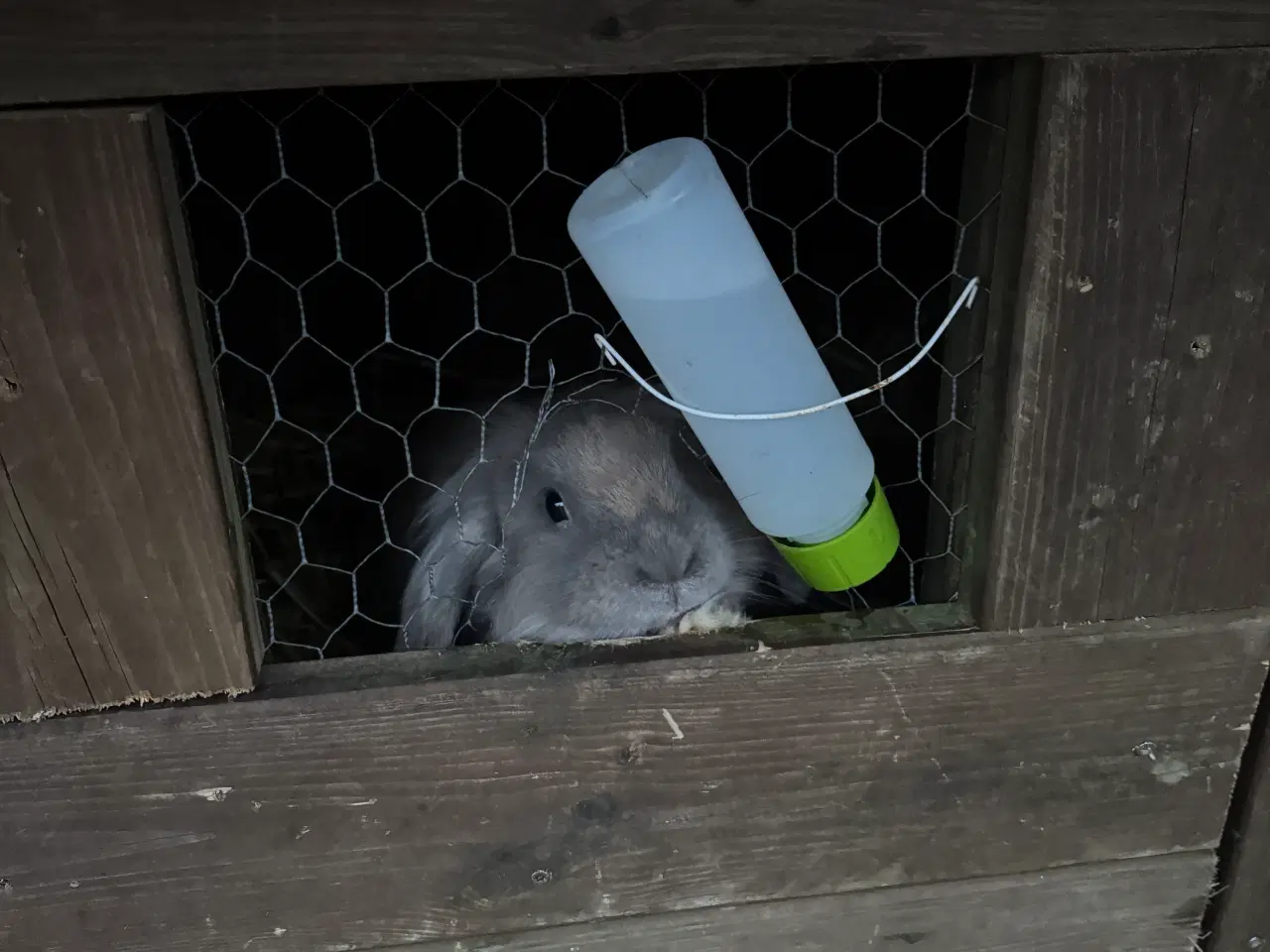 Billede 1 - Løvehoved han 