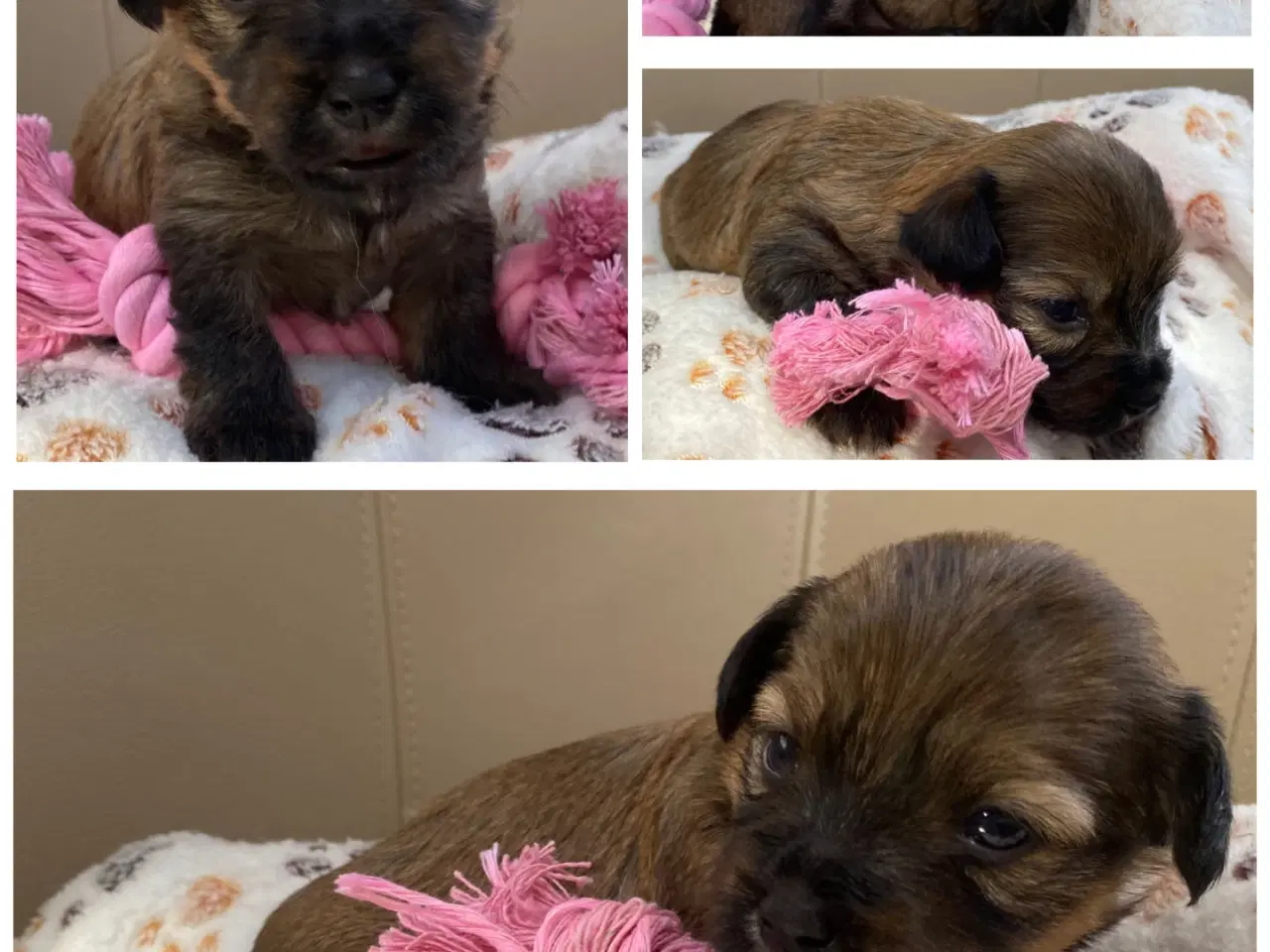 Billede 3 - Bichon Havanais kuld