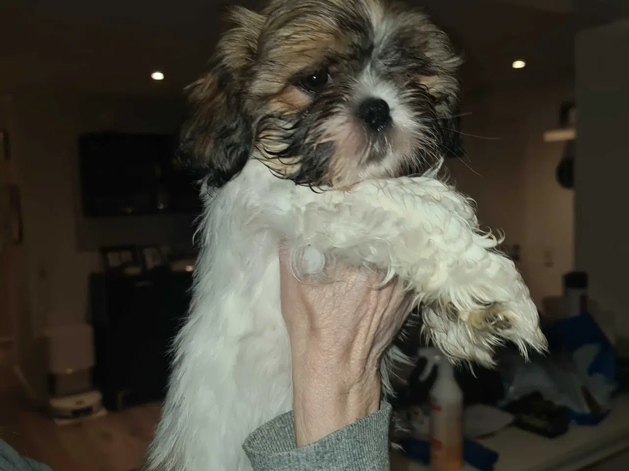 Billede 5 - Shih tzu hvalpe 