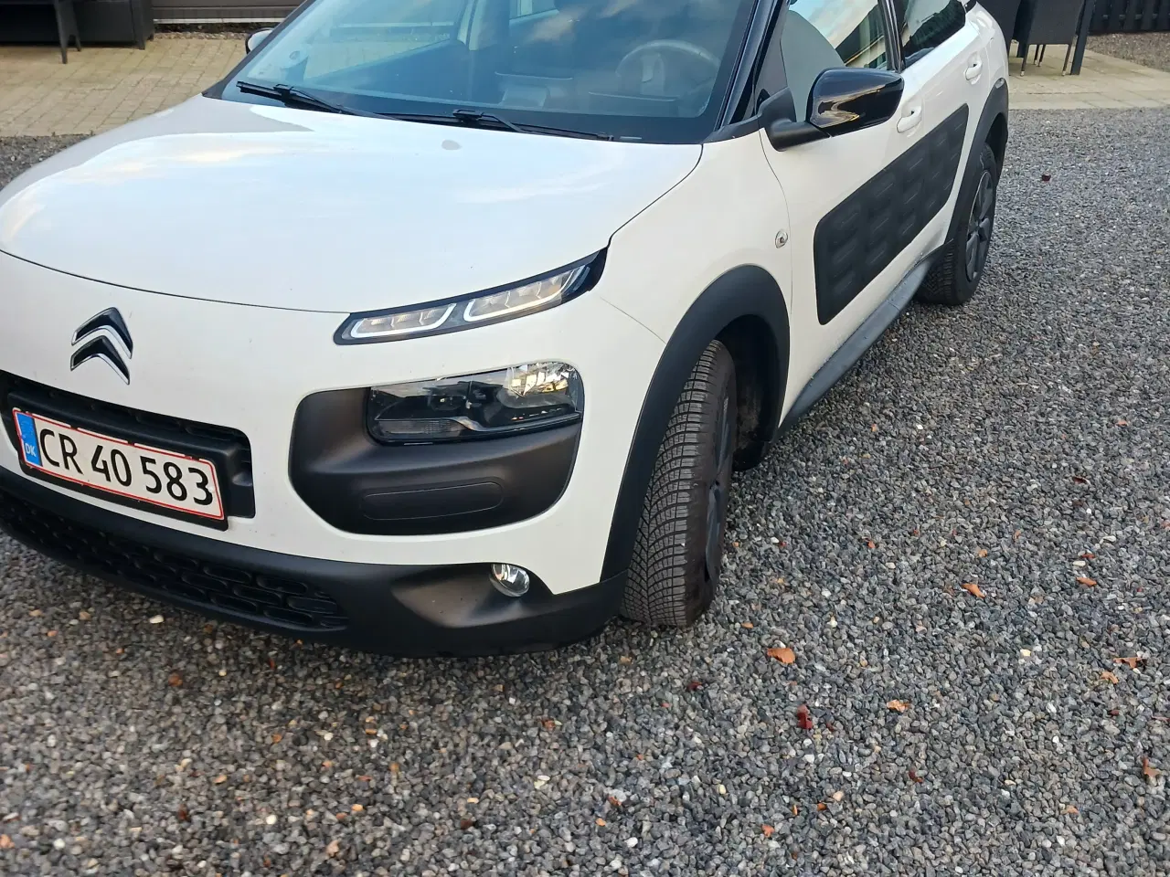 Billede 5 - Fin cactus 