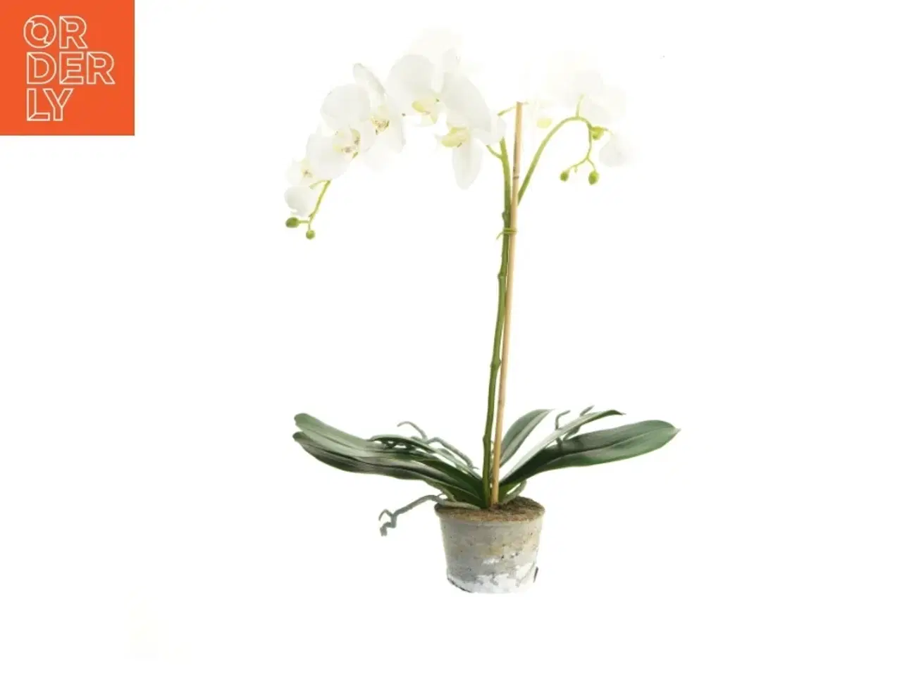Billede 3 - Orkidé i urtepotte (str. 55 cm)