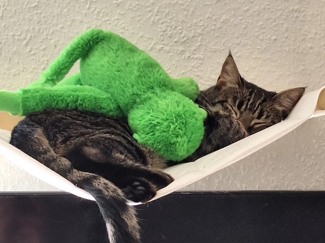 Billede 3 - Kælen Kat