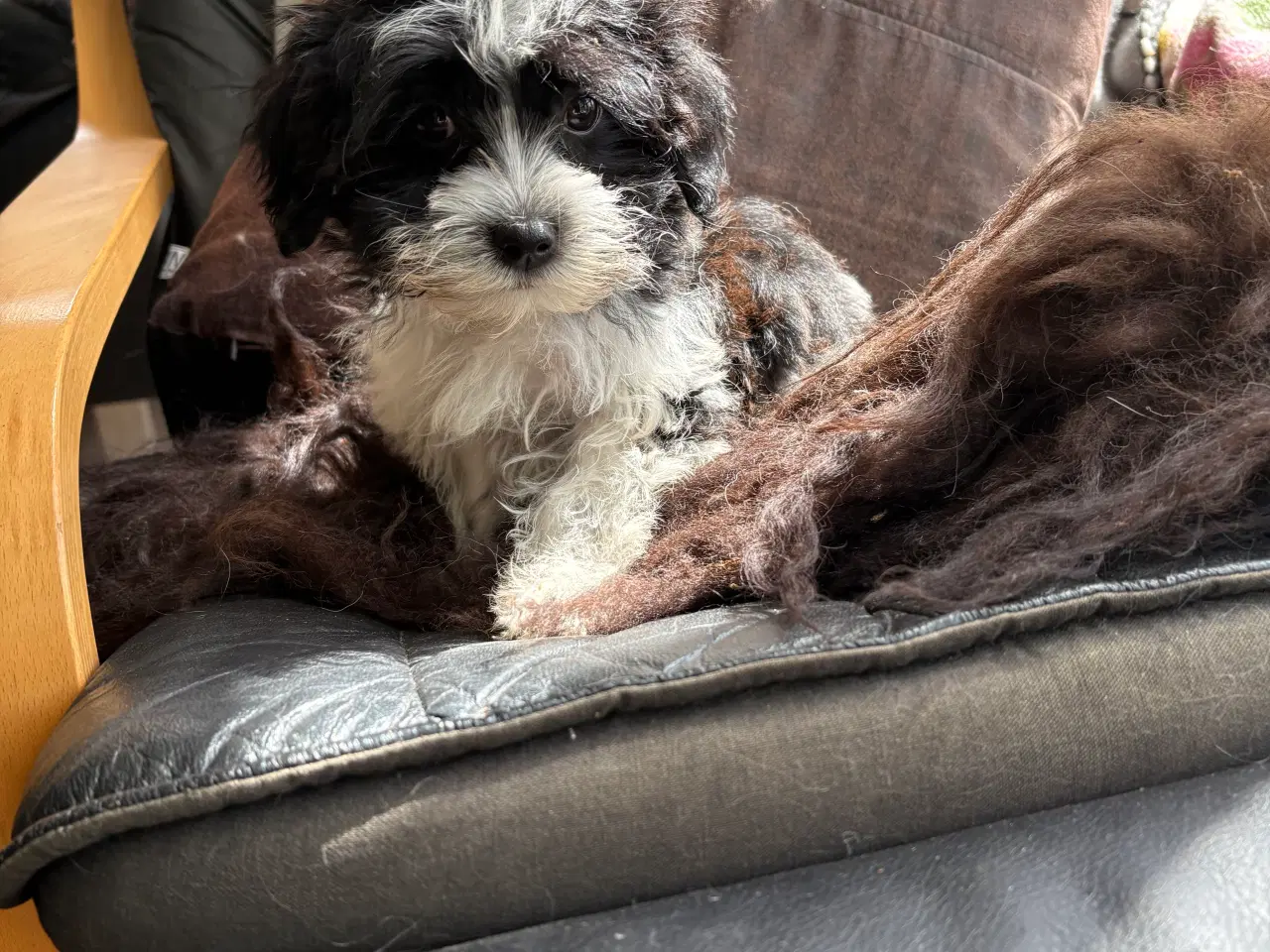 Billede 2 - Allergivenlig -mini/ micro Yorkie mix