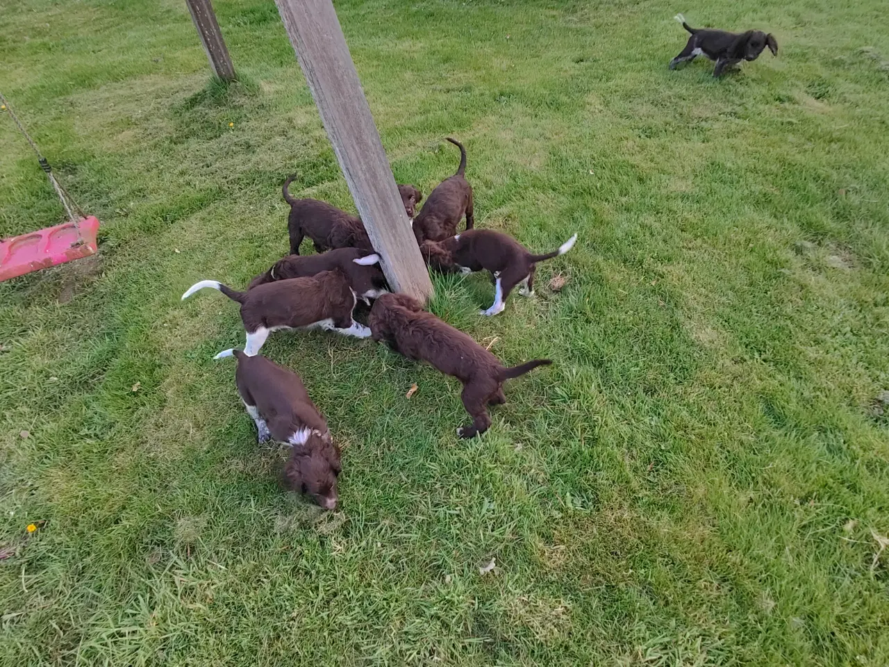 Billede 11 - Familiehunde/Jagthunde kleiner Münstländer 