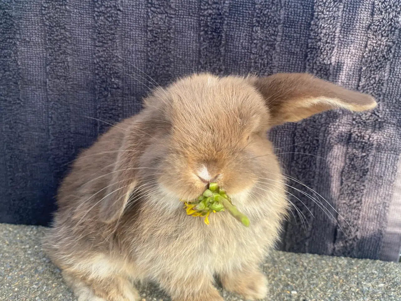 Billede 3 - Mini lop kanin unge , Pige