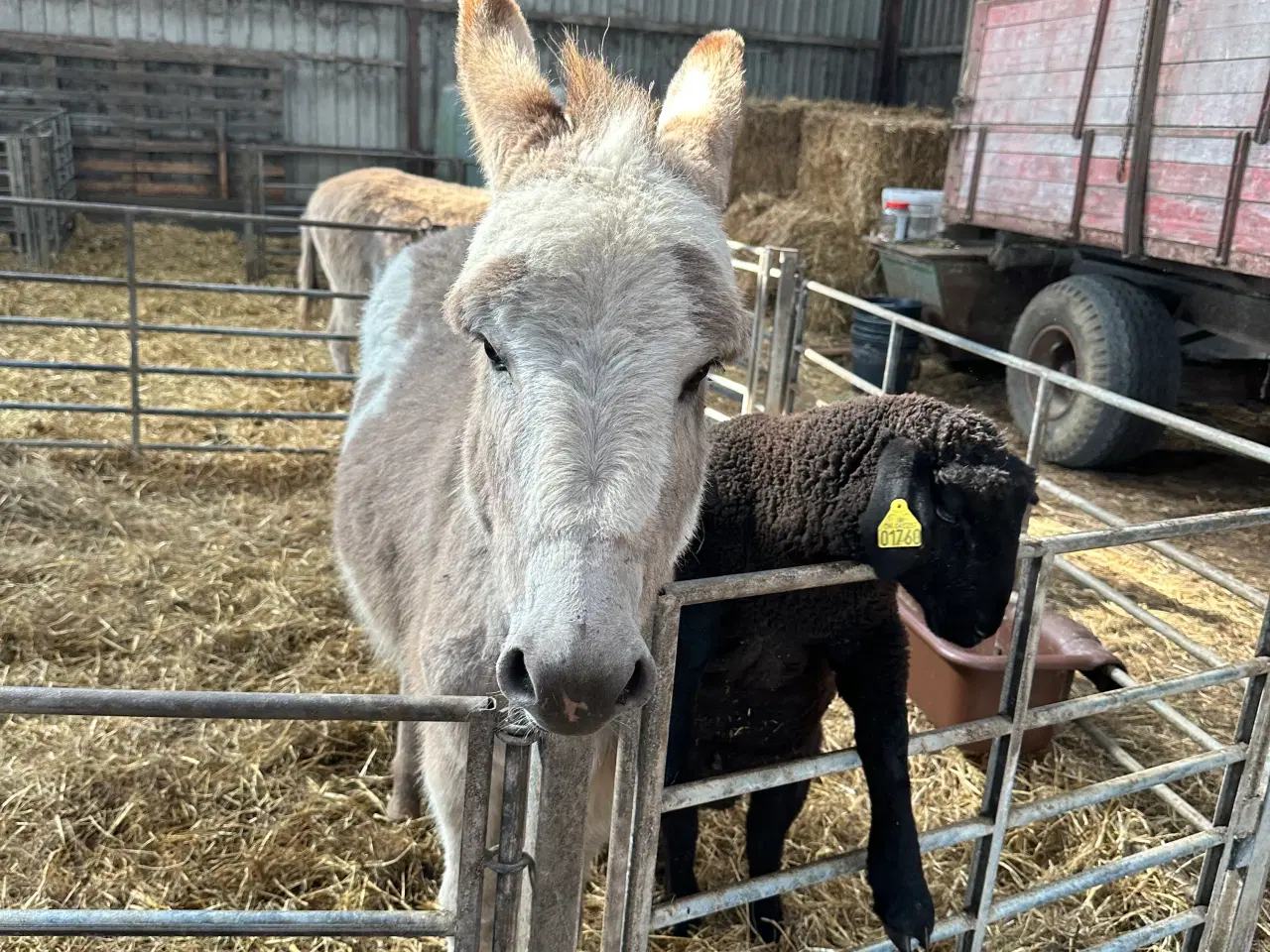 Billede 2 -  Vores skønne æsel hingst Egon søger nyt hjem