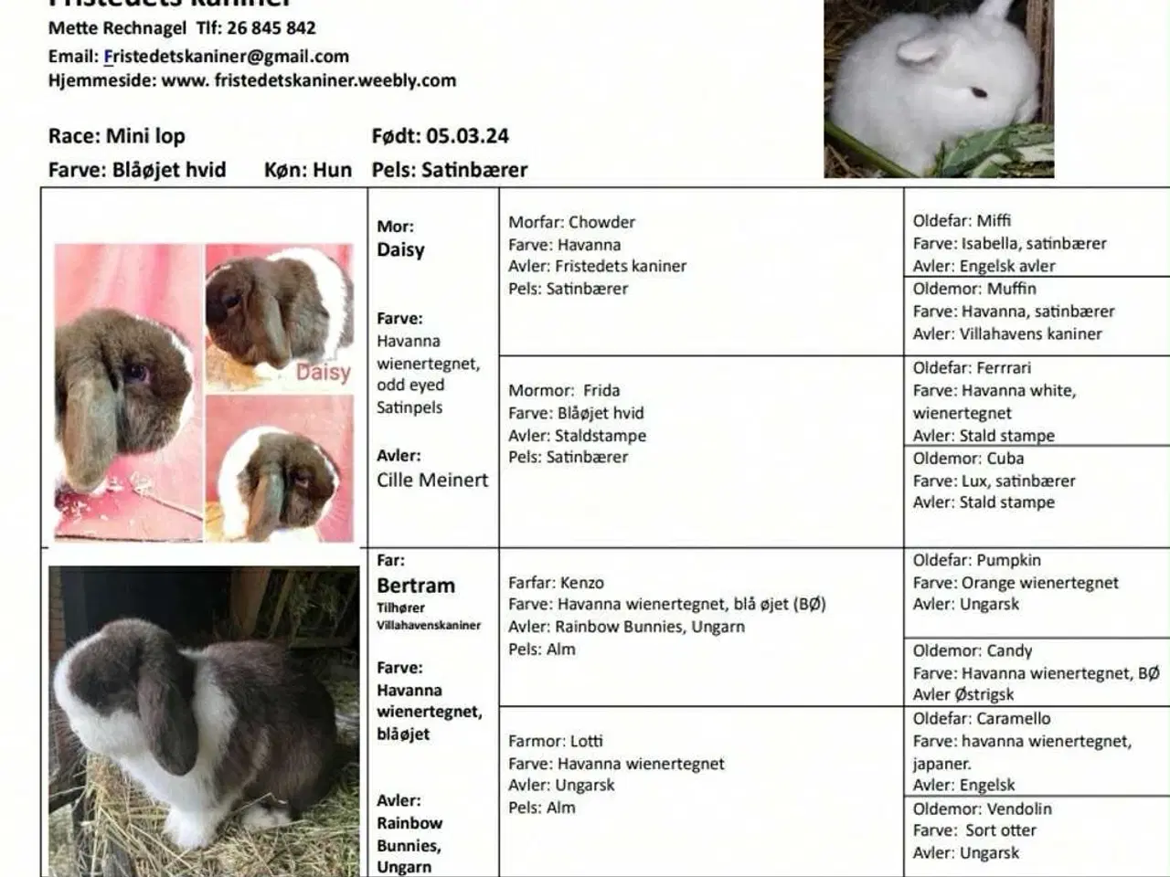 Billede 6 - Minilop kaniner sælges