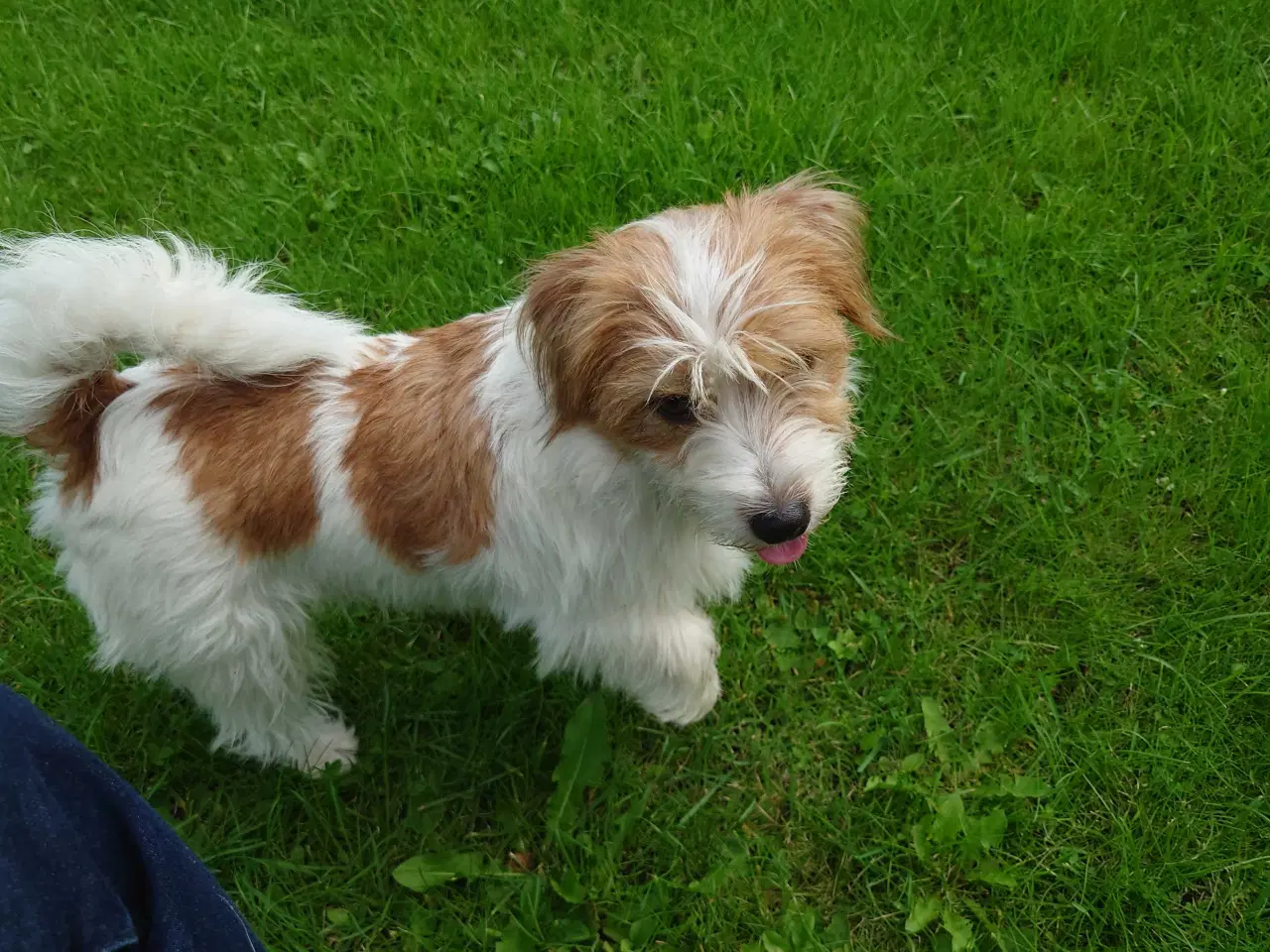 Billede 12 - Jack Russell hvalpe (lavbenet type)