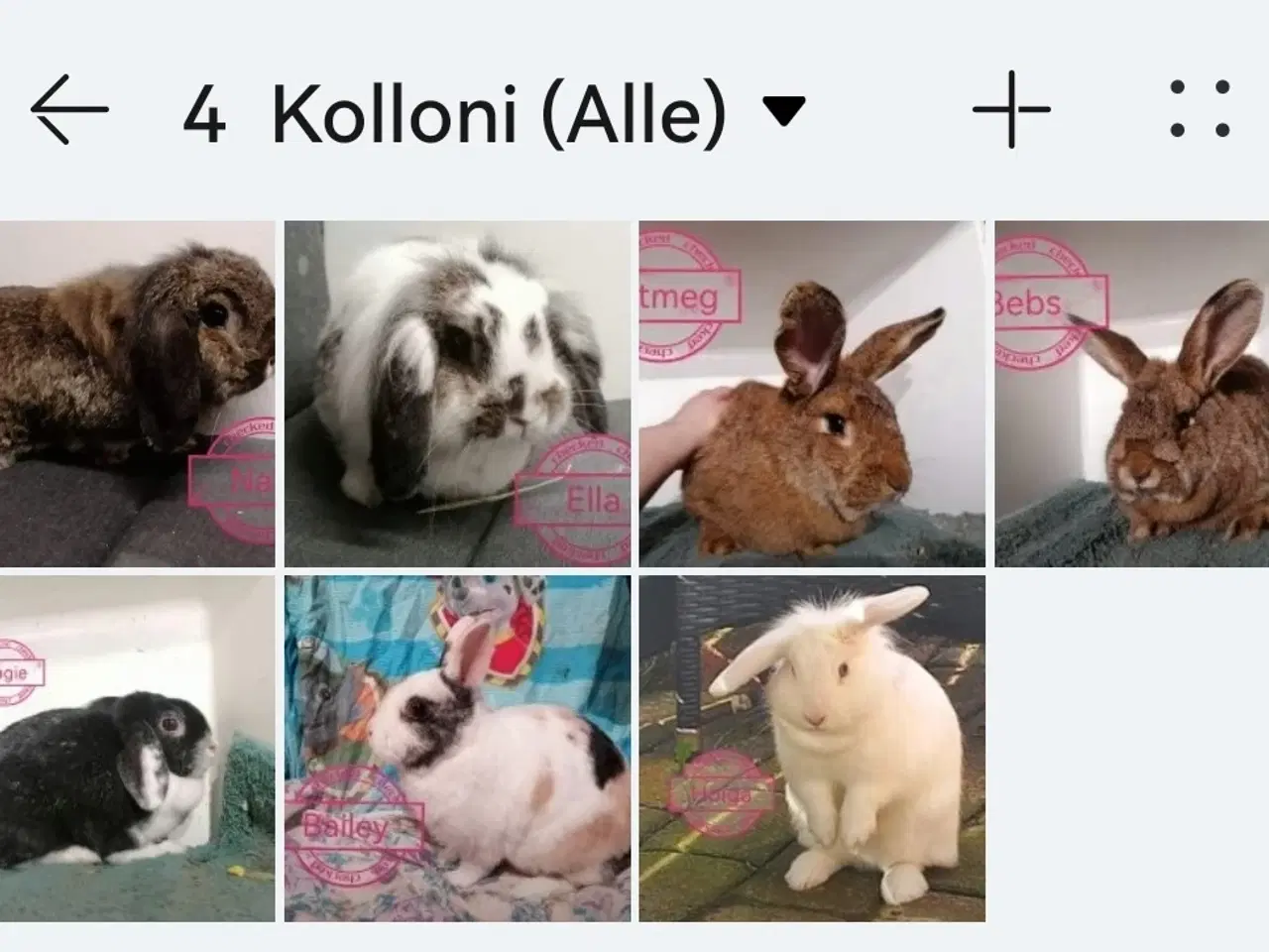 Billede 11 - Kanin Internat / Shelter / Rescue