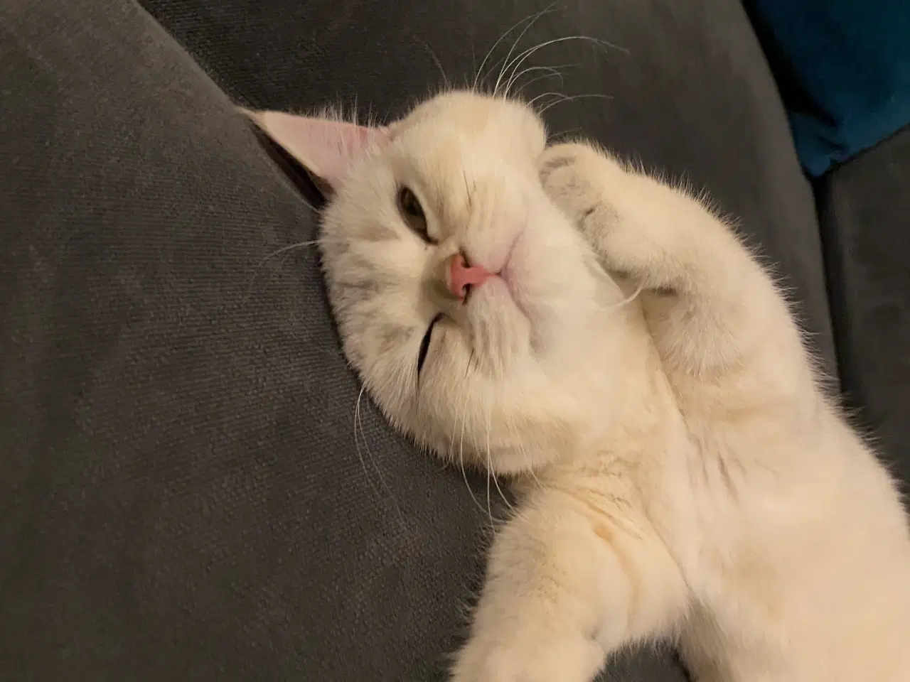 Billede 6 - british shorthair 