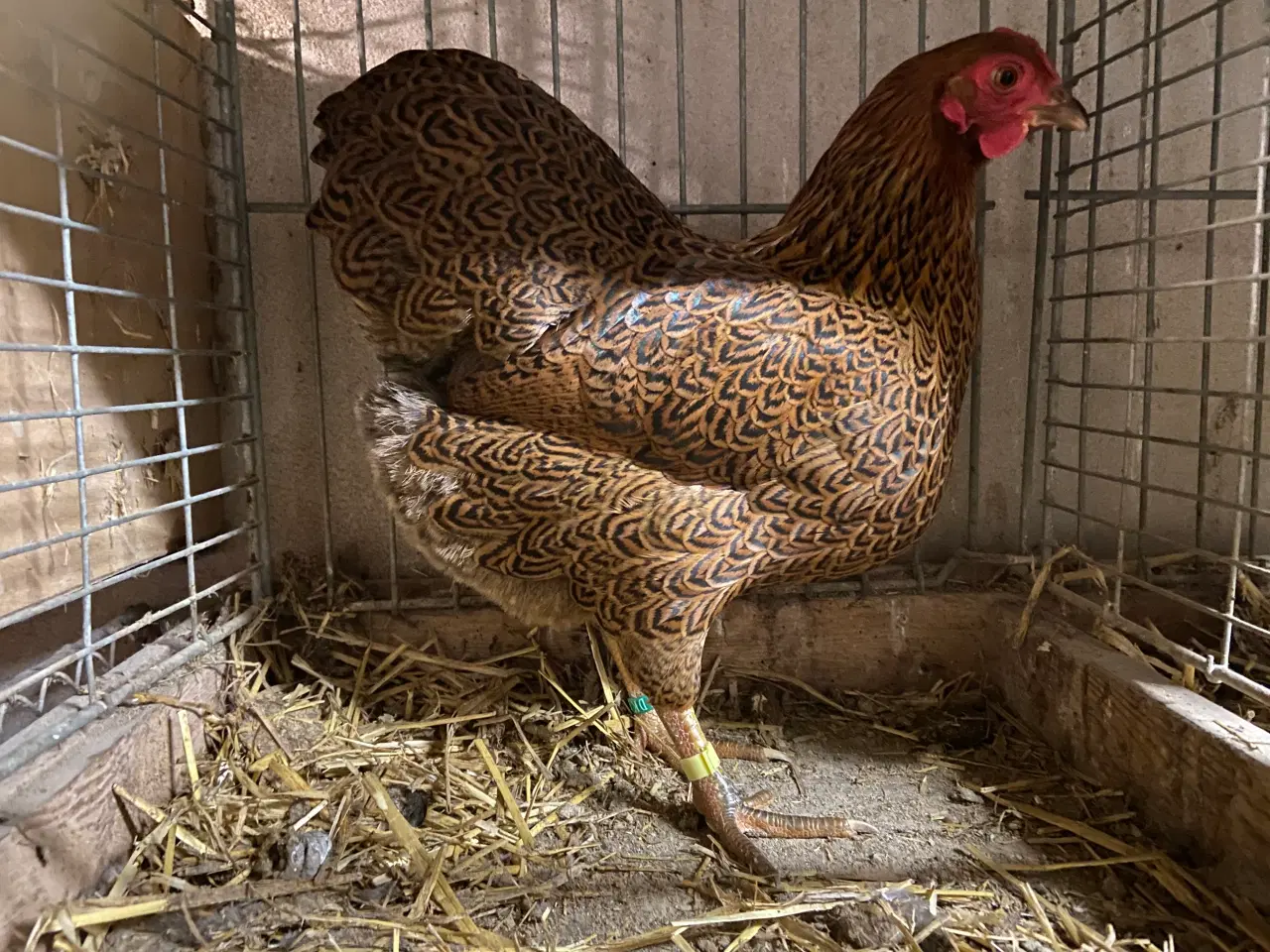 Billede 3 - Dværgwyandotter