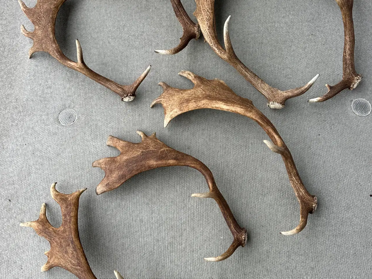Billede 2 - Flotte kastestænger fra dåhjort sælges