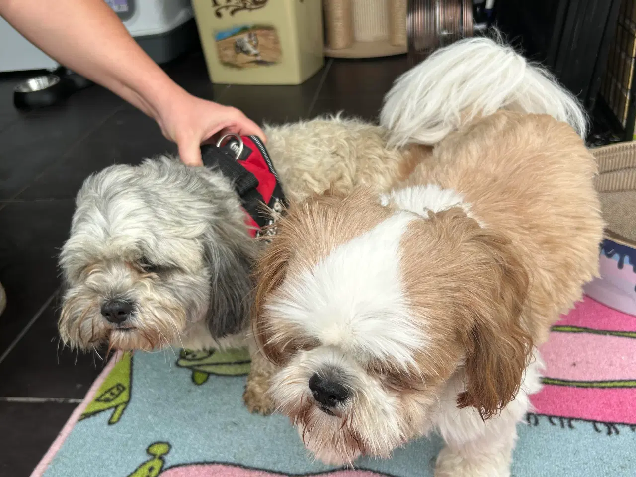 Billede 3 - Shih Tzu/Bicon Havanais hvalpe