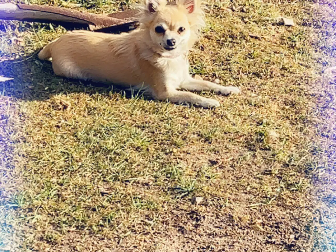 Billede 3 - Hund