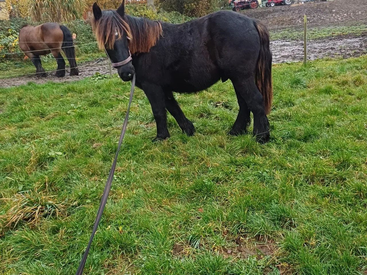 Billede 4 - 1 årig Jyskhest hingst sælges