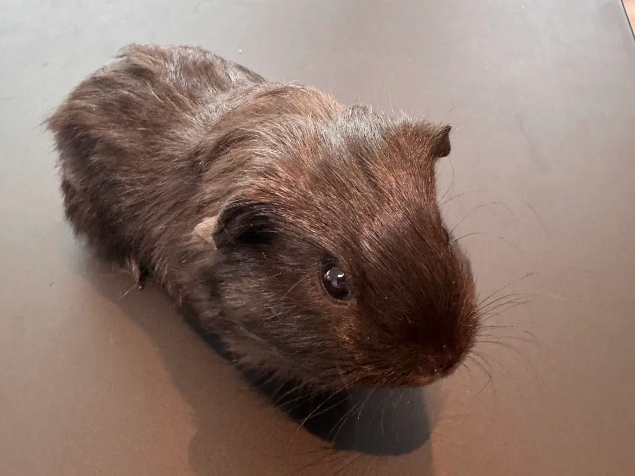 Billede 17 - Marsvin unger, 10 stk blandet