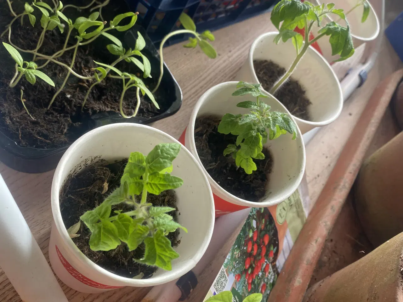 Billede 2 - Forspirede planter til drivhus og altan