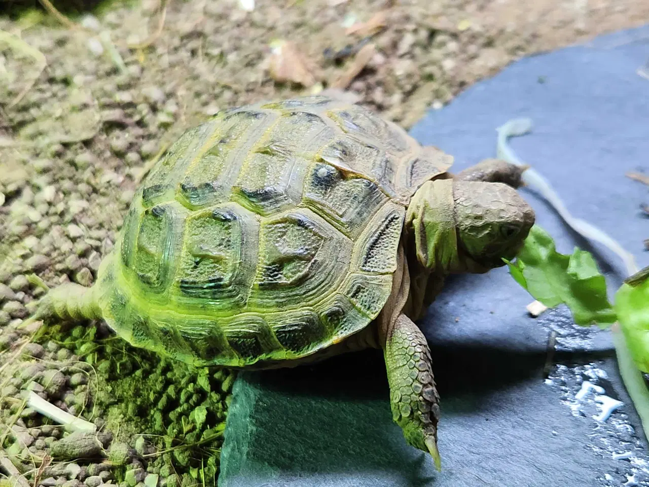 Billede 5 - Russisk Landskildpadde