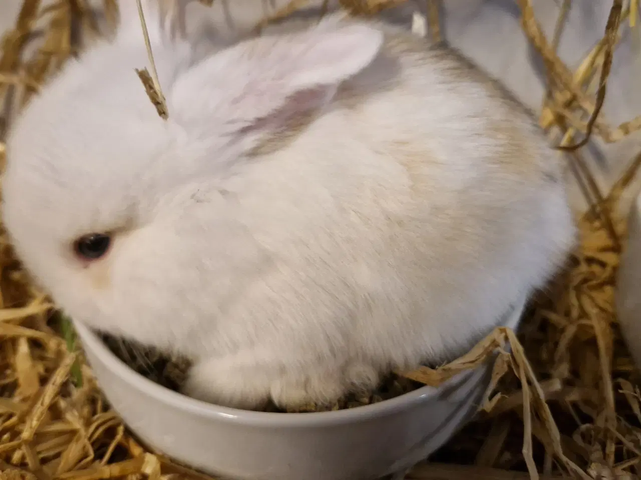 Billede 3 - Minilop unge dreng