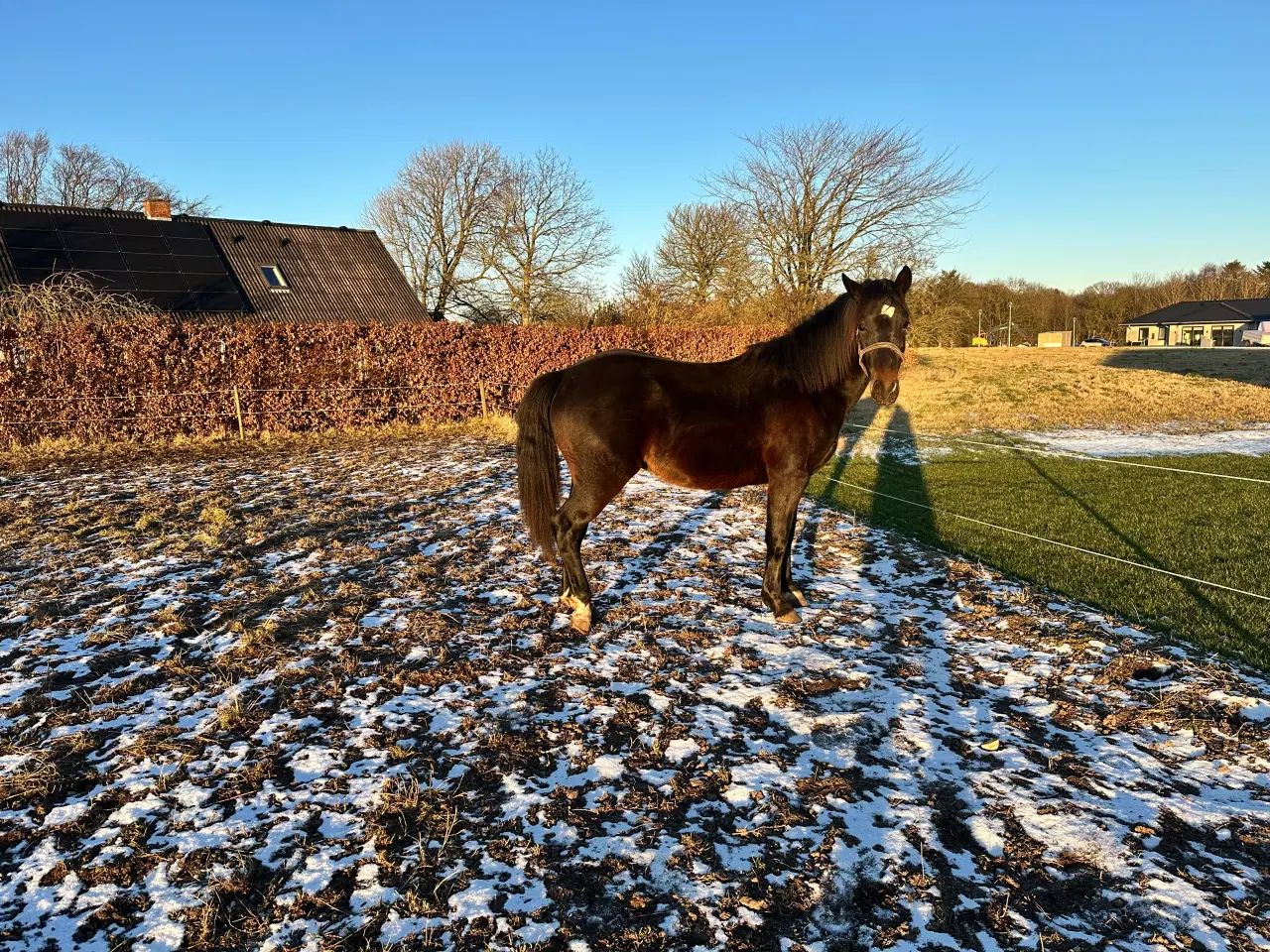 Billede 4 - Welsh partbreed 2 års