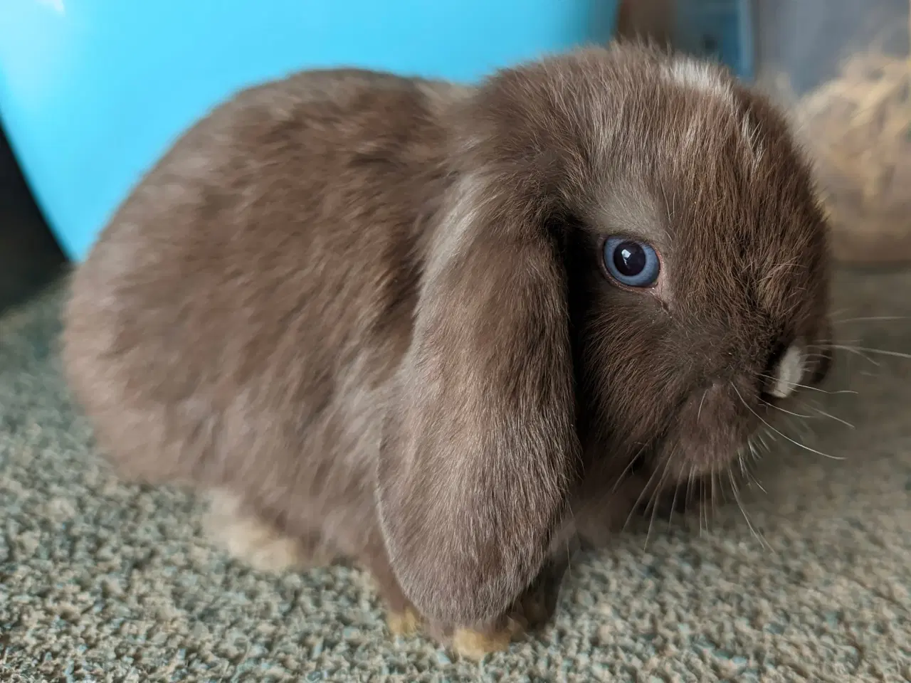 Billede 10 - Minilop kaninunge sælges 