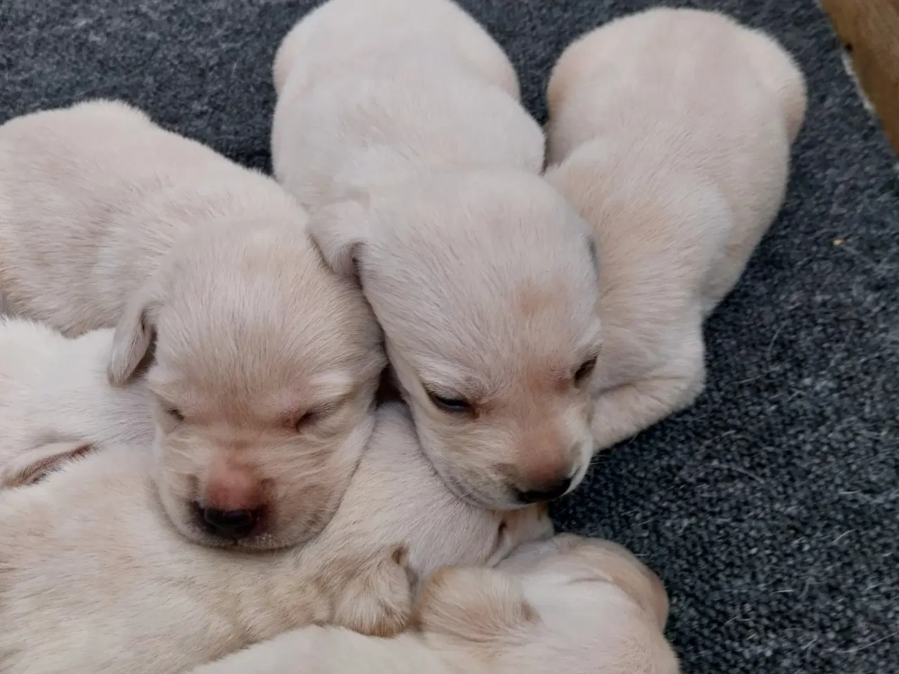 Billede 6 - Gule Labrador hvalpe.