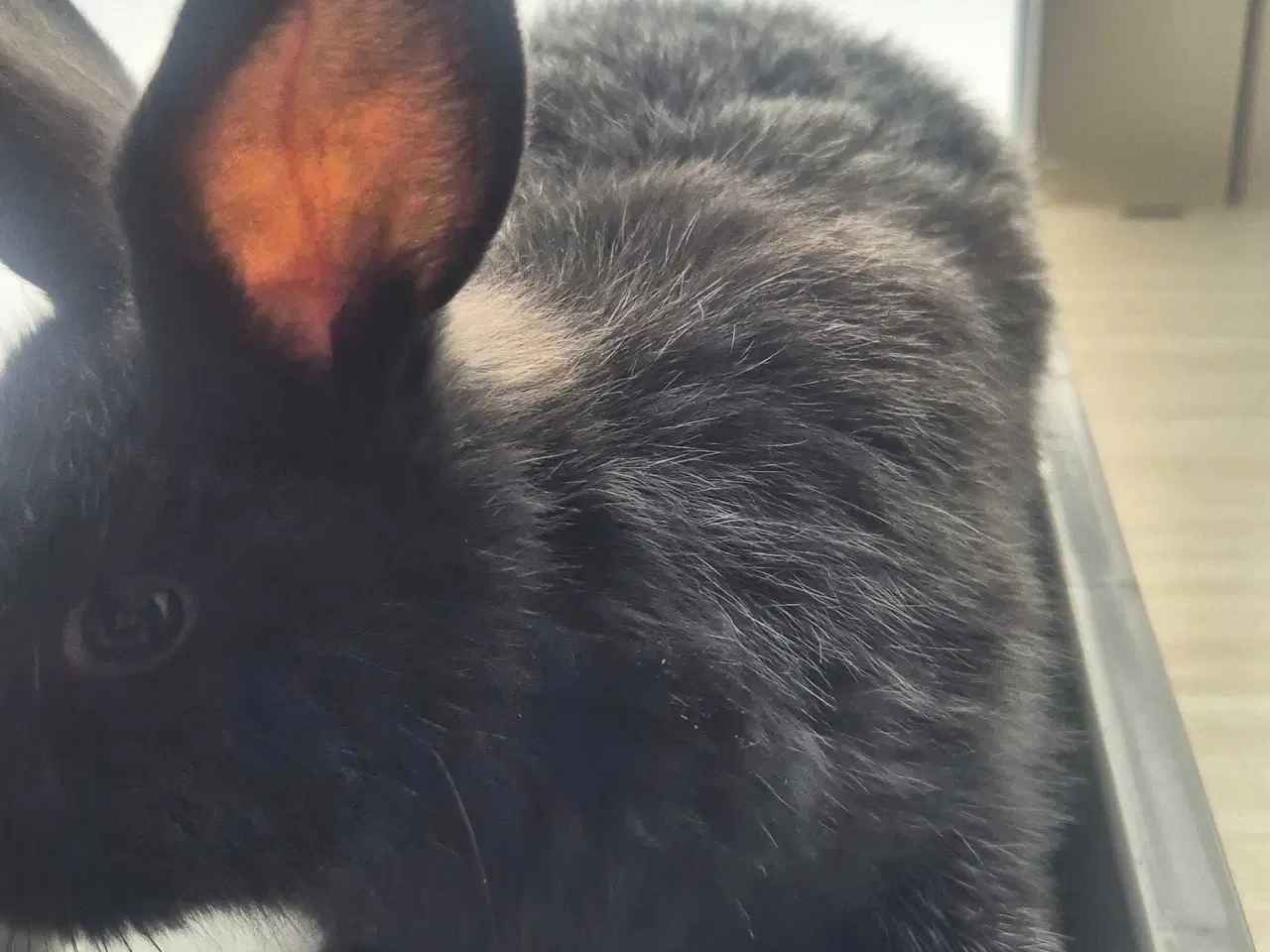 Billede 3 - 5 søde kaninunger til salg 