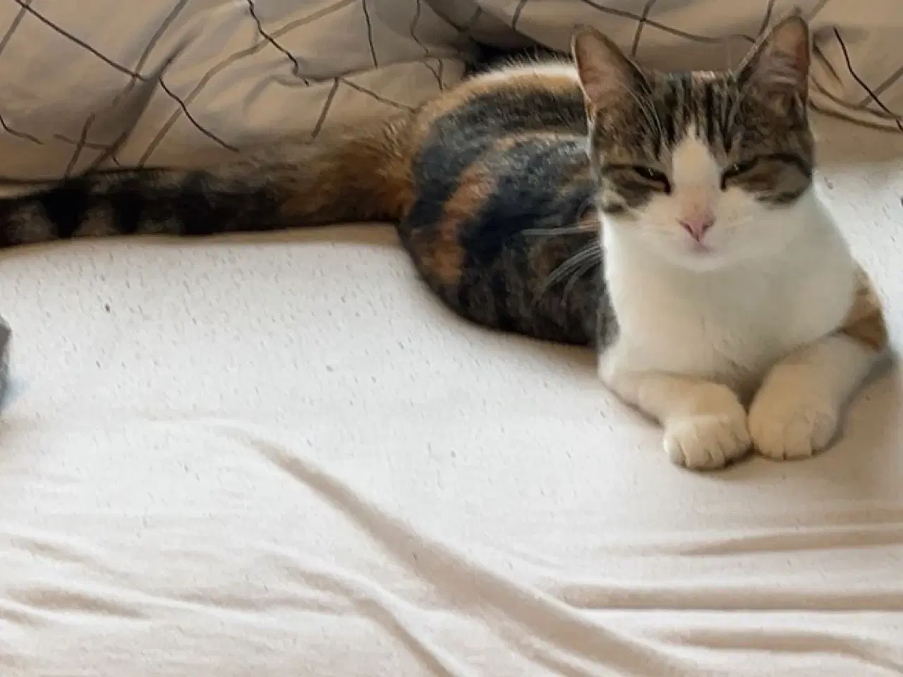 Billede 2 - Sød hun kat søger nyt hjem