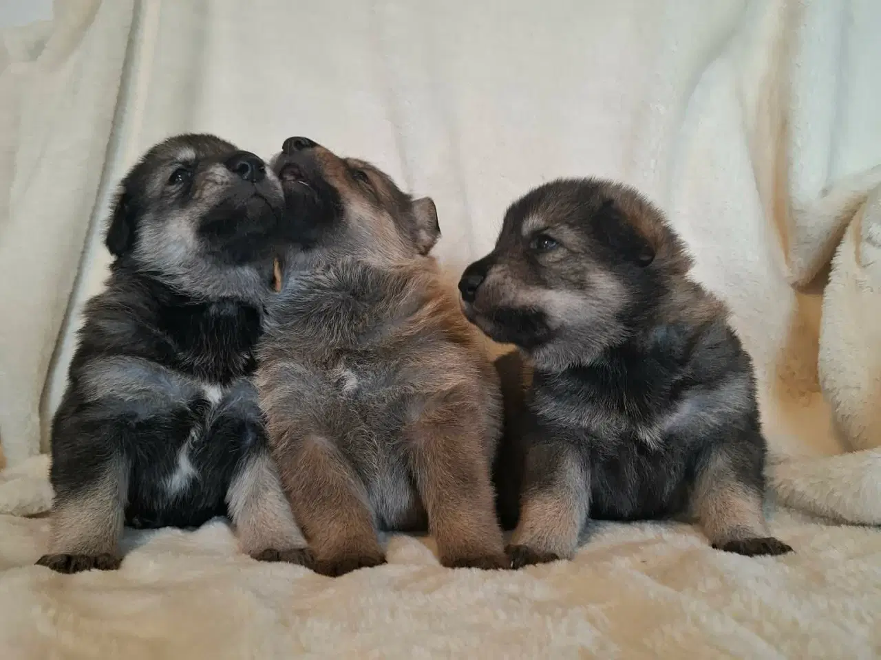 Billede 9 - Blandings Hvalpe 