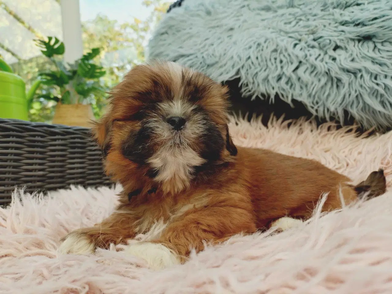 Billede 4 - Lhasa apso hvalpe med stambog 