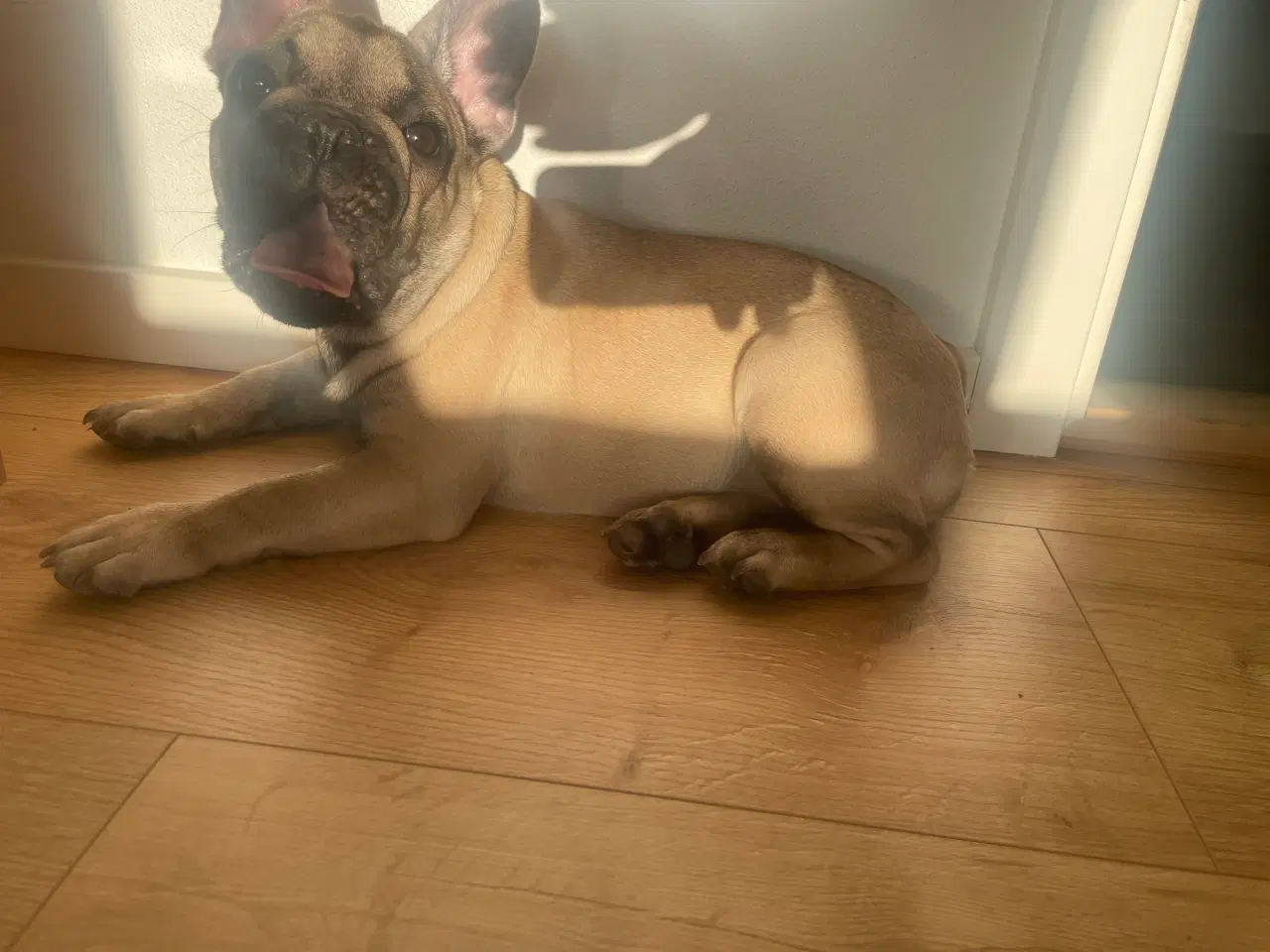 Billede 8 - Fransk Bulldog 