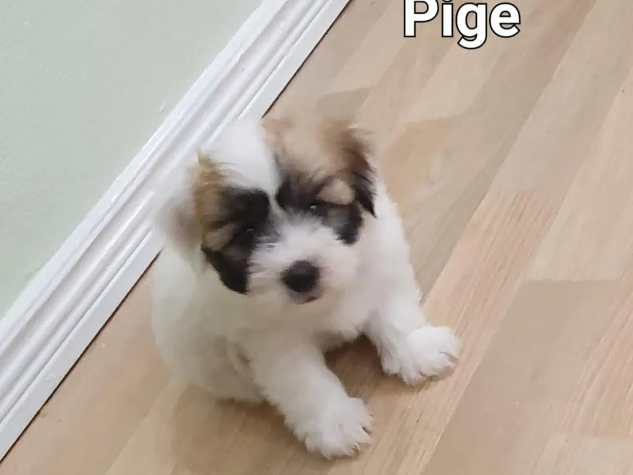 Billede 2 - Bichon Havanais hvalpe