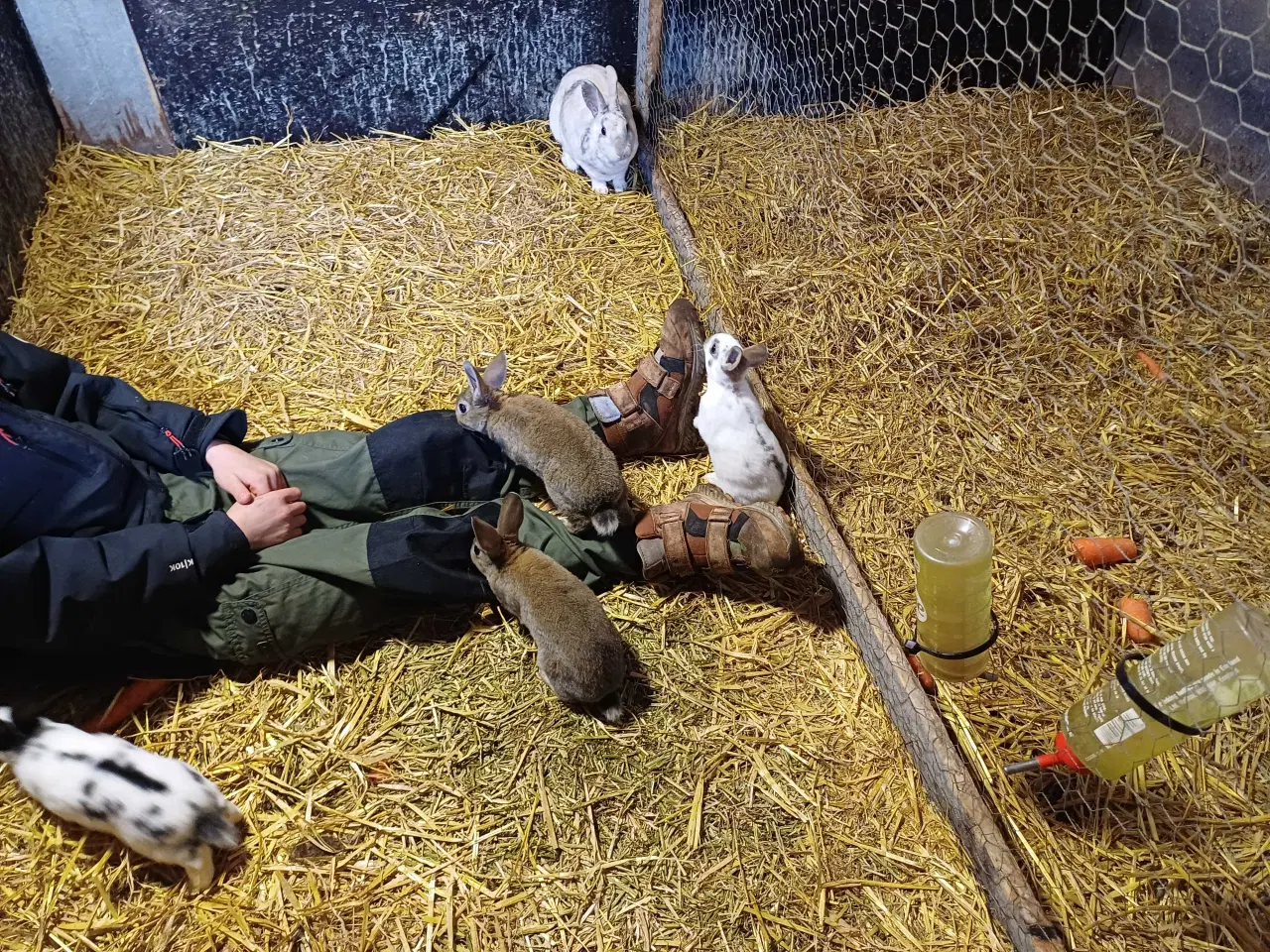 Billede 8 - Lille rex