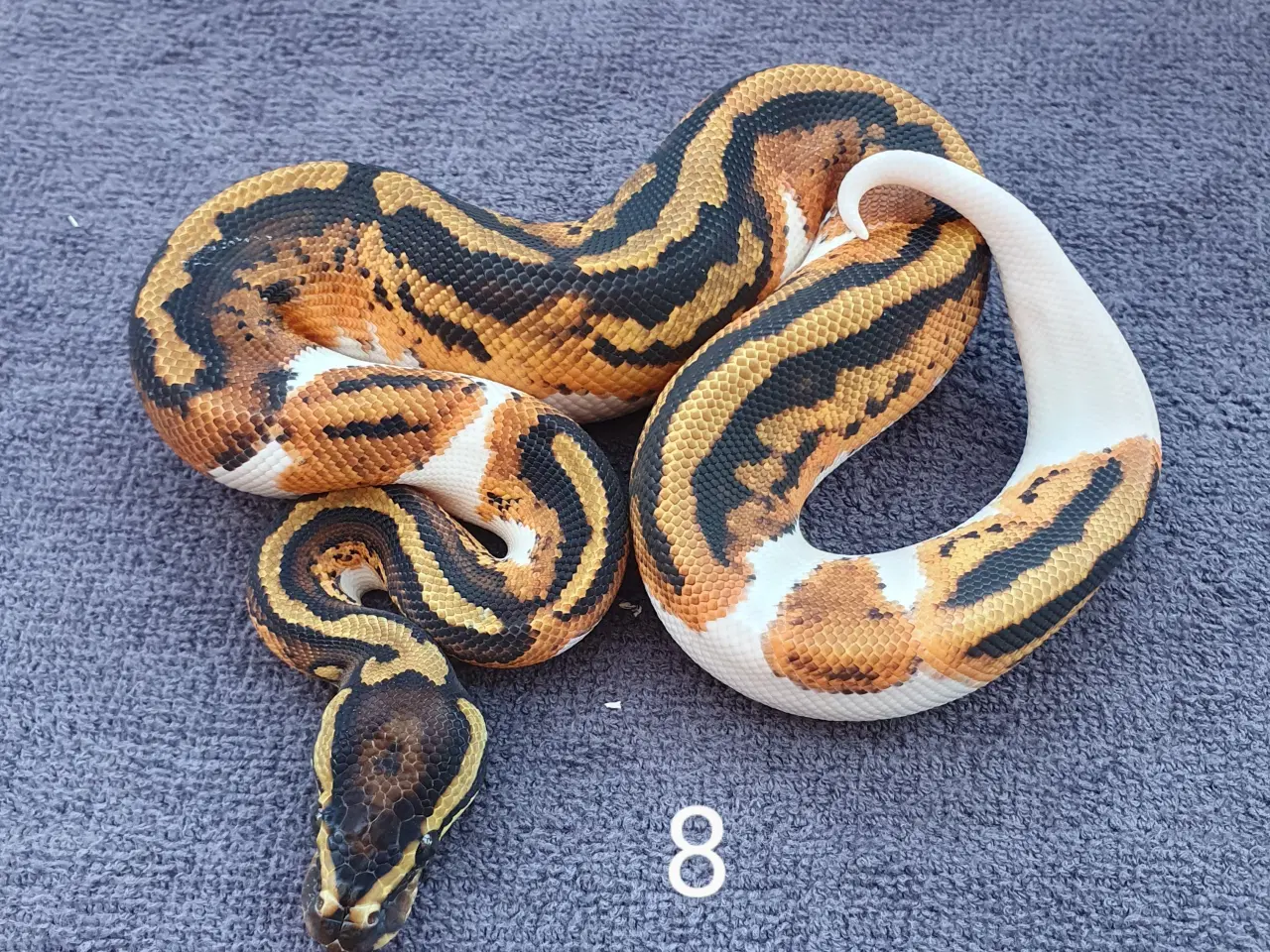 Billede 11 - Pied kongepythons osv.