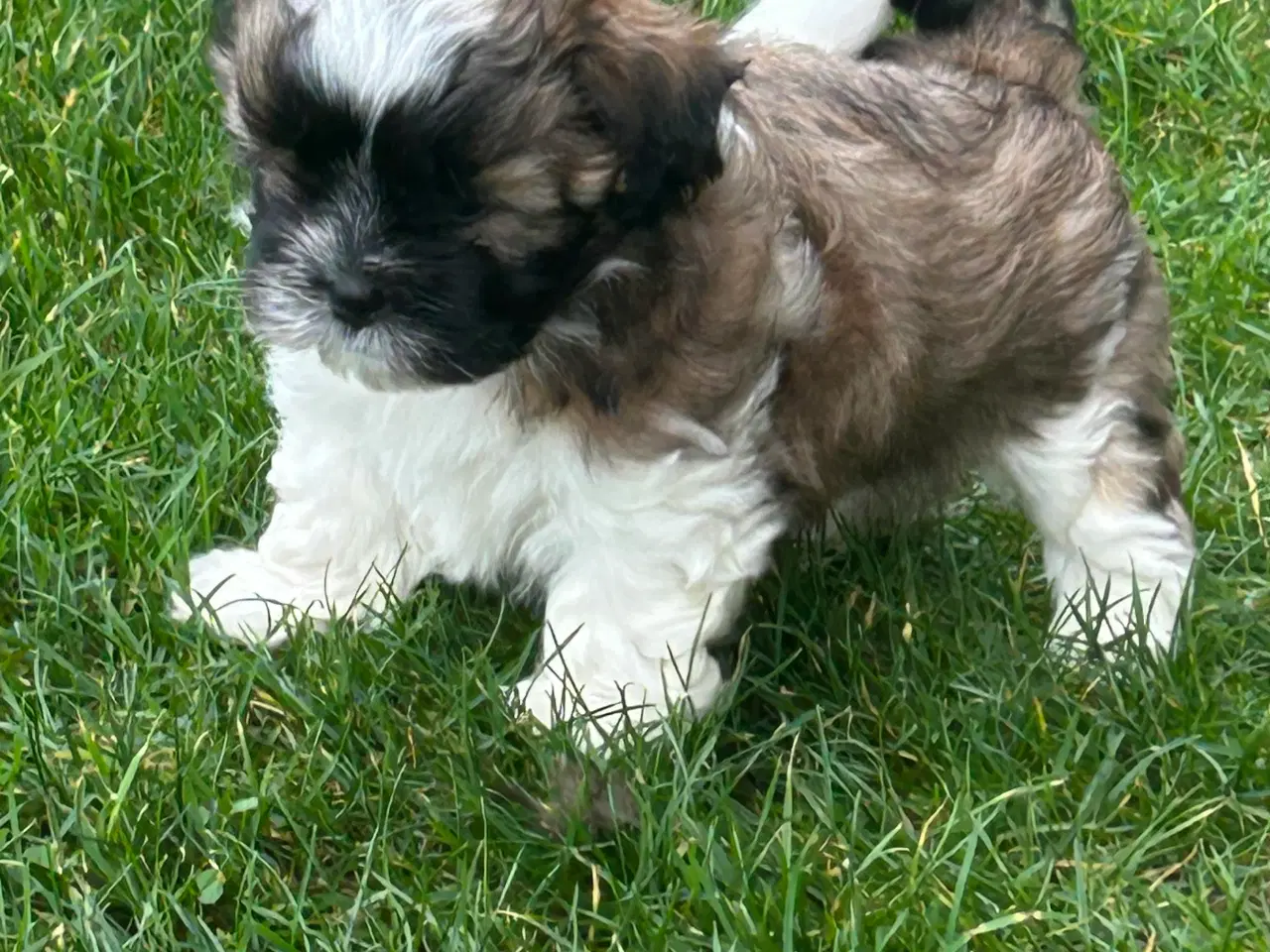 Billede 6 - Shih Tzu/Bicon Havanais hvalpe