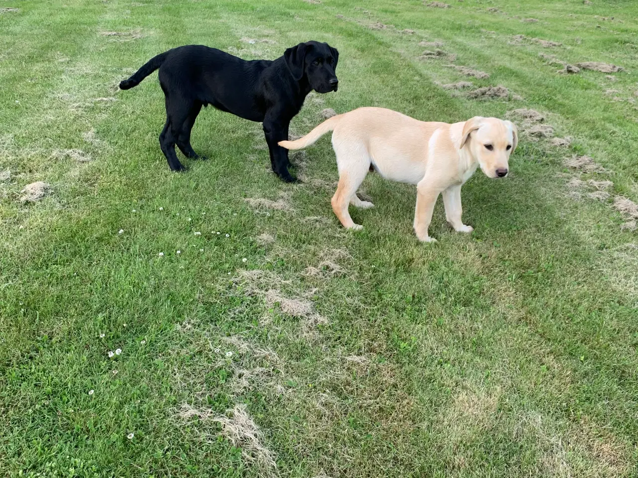 Billede 4 - Labrador hvalpe med stamtavle