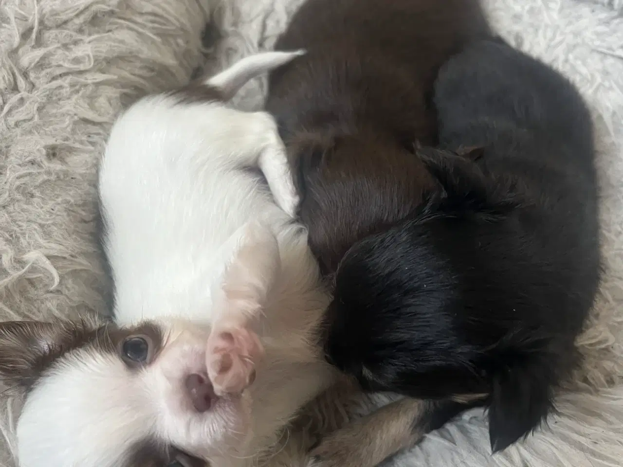 Billede 6 - 3 langhåret chihuahua tæver