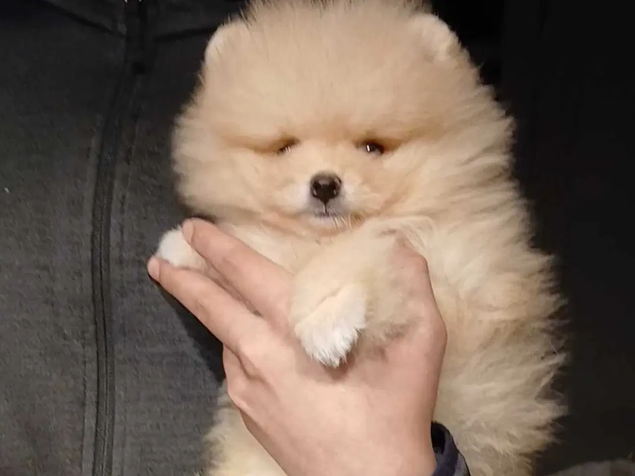 Billede 2 - Pomeranian dreng