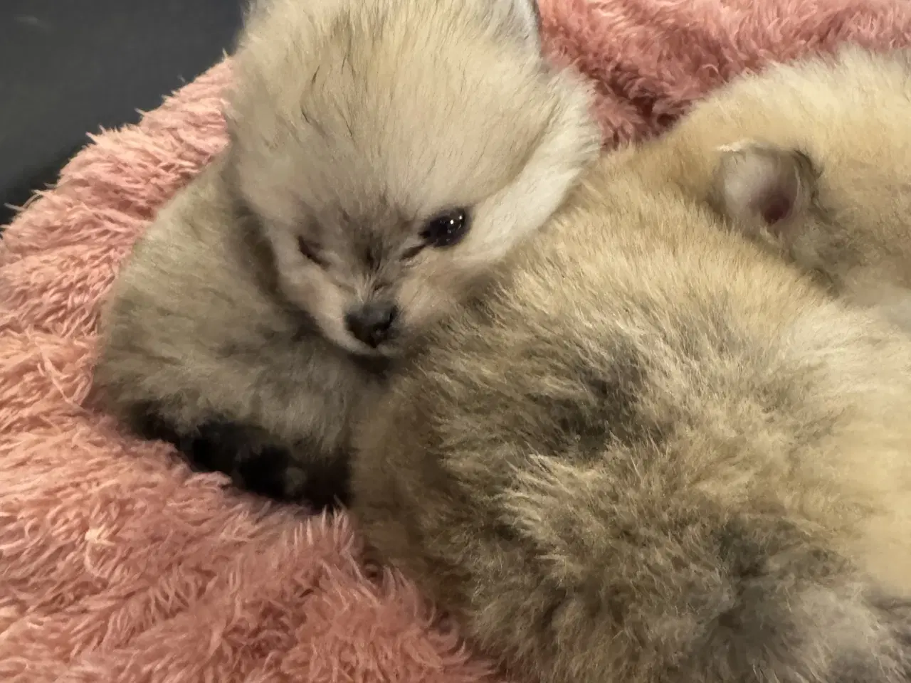 Billede 3 - Pomeranian 