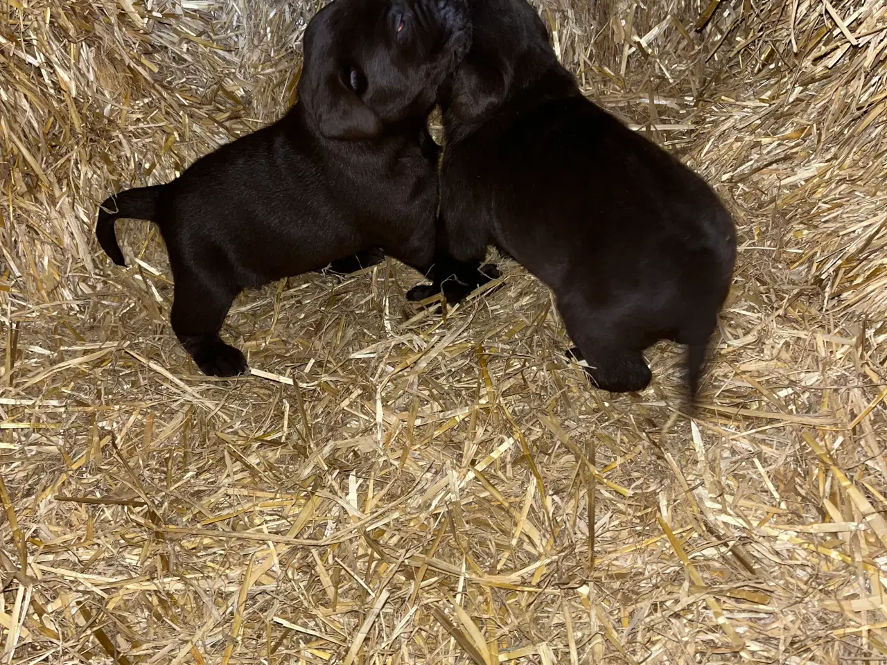 Billede 8 - Skønne brune labradorhvalpe sælges - 5 uger