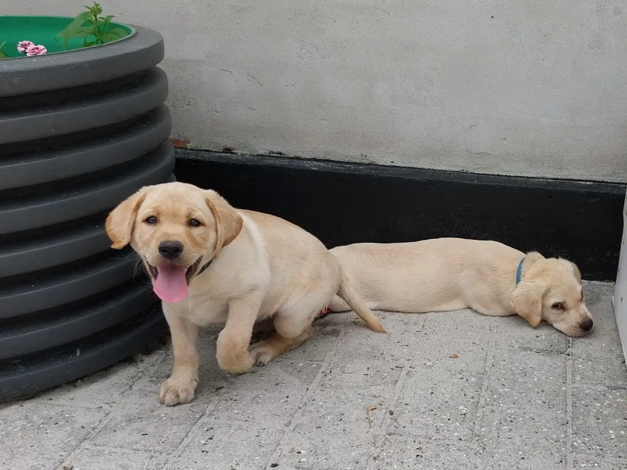 Billede 4 - Gule Labrador Hvalp.