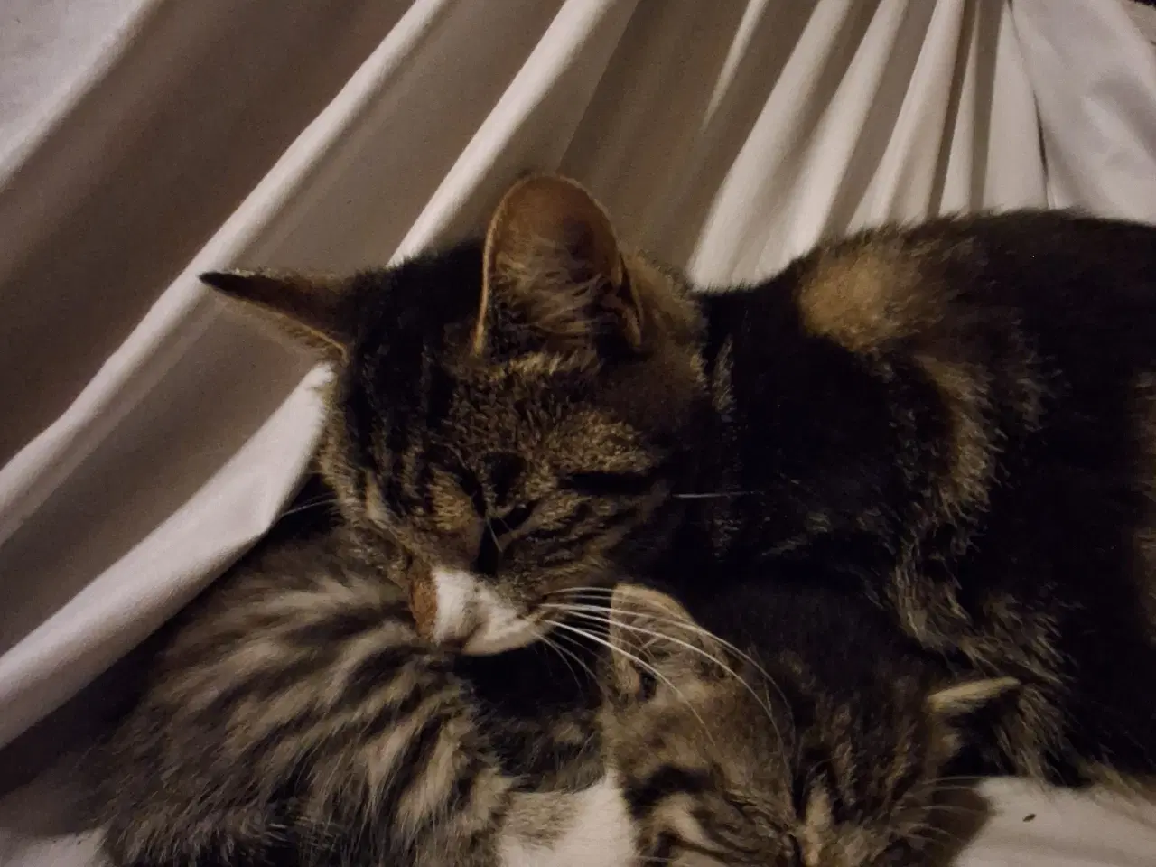 Billede 2 - Minikat.