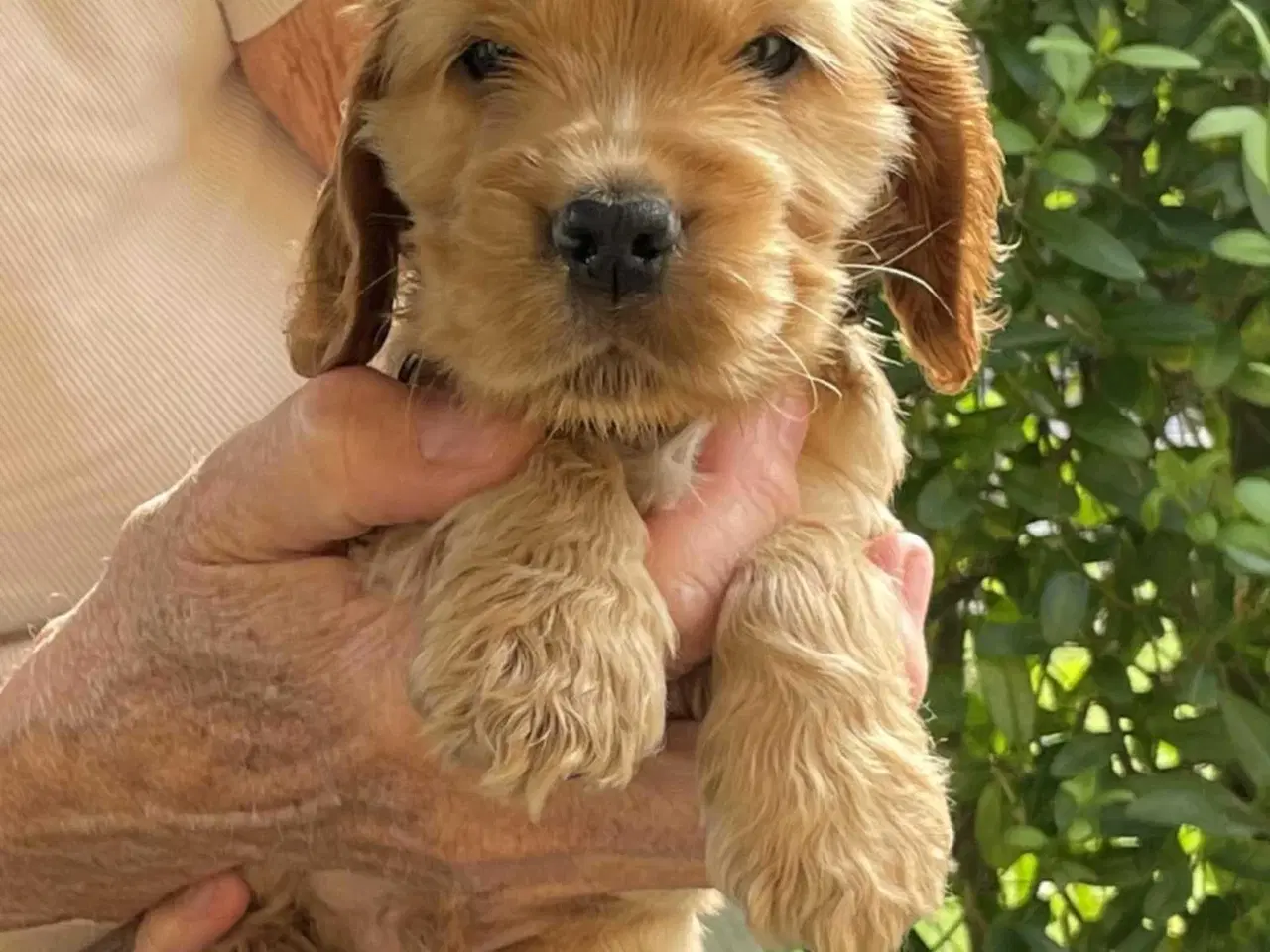 Billede 2 - Engelske Cocker Spaniel hvalpe ( hanner 2 Stk.)