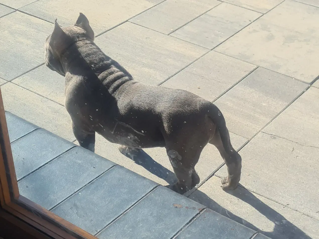 Billede 6 - American Bully Dreng 