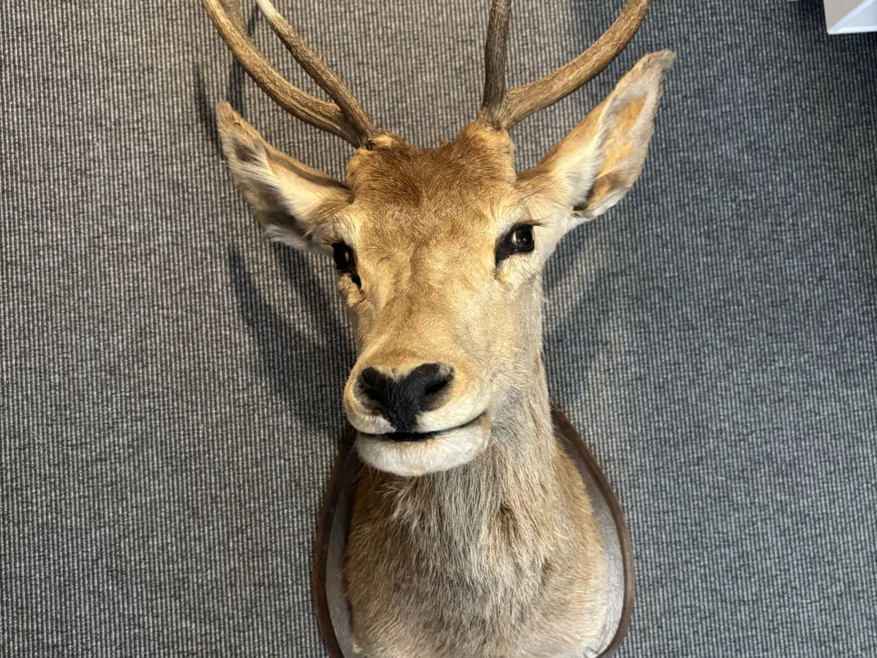 Billede 1 - Hjortehoved til ophæng