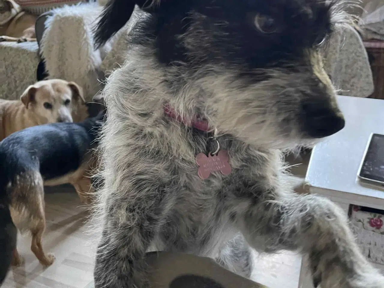 Billede 5 - Skønne Tara 4ever familie 🩷